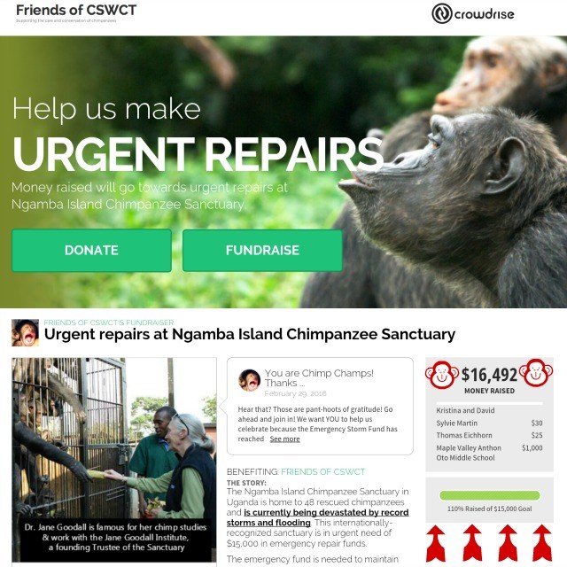 friendsofchimps.org is a registerednon-profit that raised donations for the Emergency Storm Fund at Ngamba Island Chimpanzee Sanctuary in Uganda.