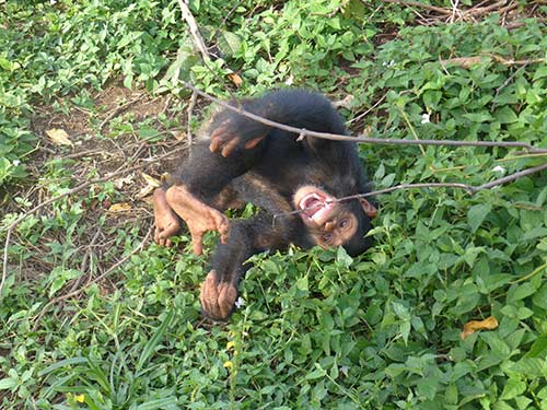 Adopt a Chimp Eazy 