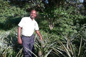 Animal Caregiver, Paul, grows fresh pineapples for the chimps