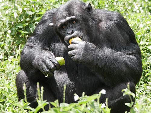 Chimp eating fruit