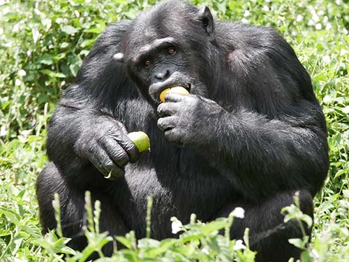 Chimp eating fruit 