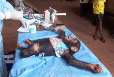 Help Us Bring 3 Baby Chimps to Ngamba