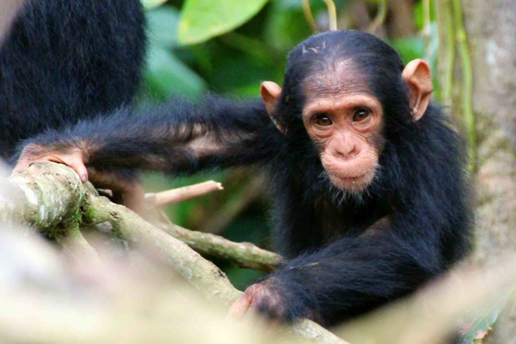 Chimpanzee lifespan