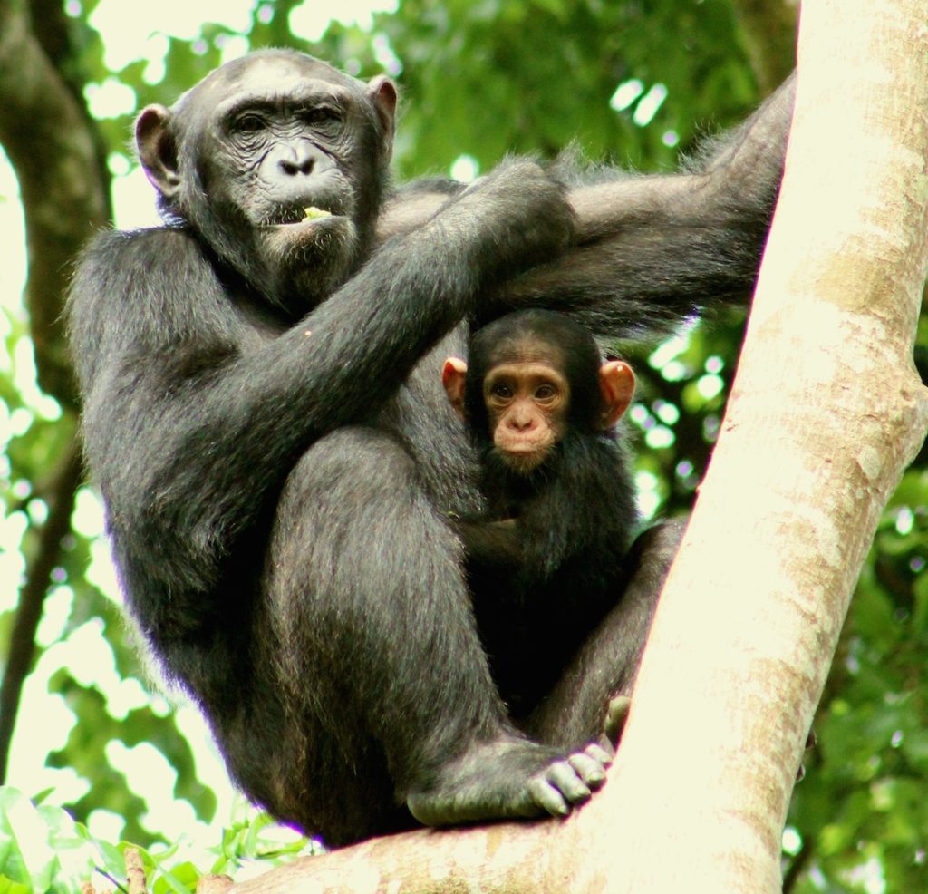 How to Save Wild Chimps (It Takes a Village!)