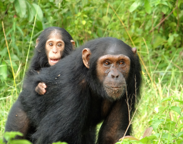 Chimp Monitoring Image 1